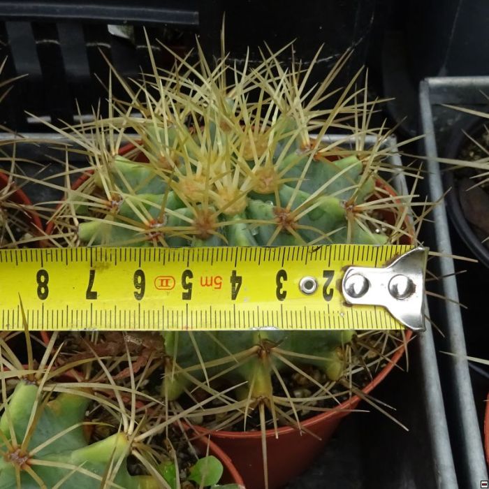 Ferocactus glaucescens 60kč-velikost.jpg